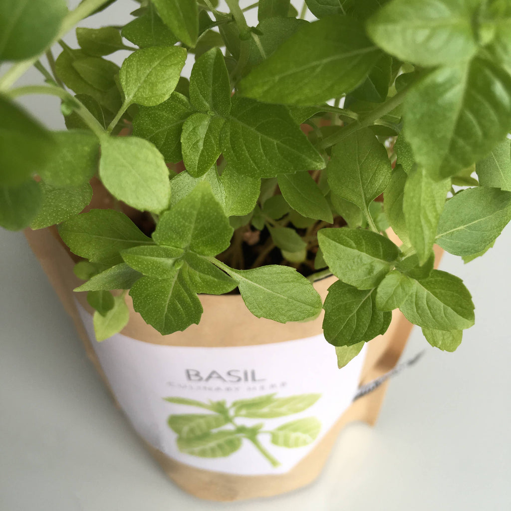 Garden in a Bag | Basil | Best Seller Kitchen Garden Gift