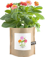 Garden in a Bag | Mom | Spring Gift | Best Seller